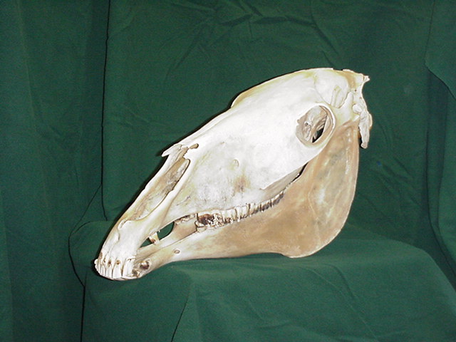 Skull.jpg (66263 bytes)