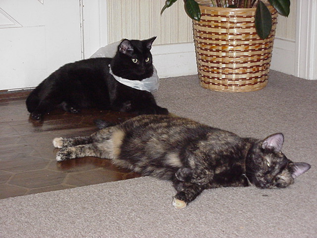 Scout & Dill.jpg (89068 bytes)