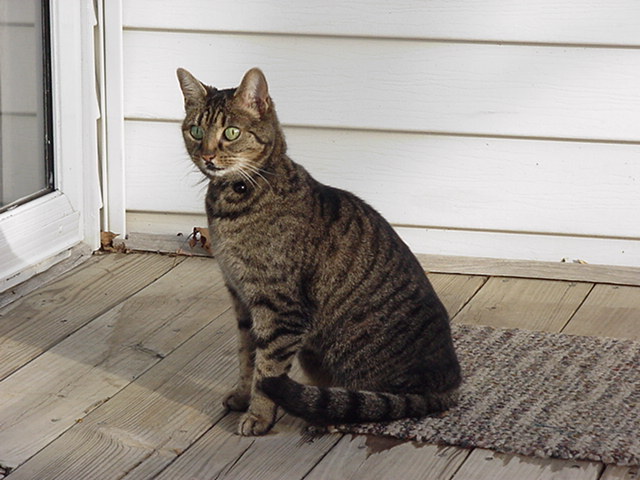 Spazzy.JPG (76869 bytes)